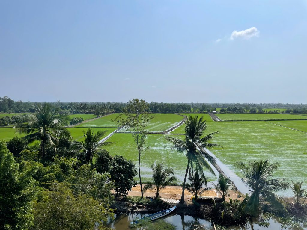 Rice field in the Mekong delta